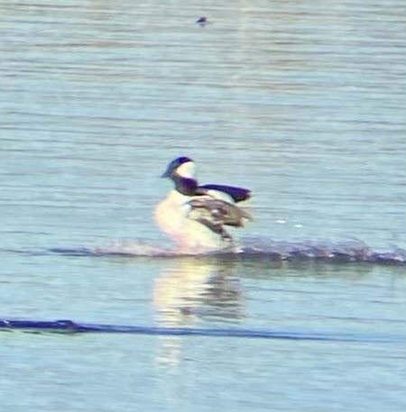 Bufflehead - ML621351976