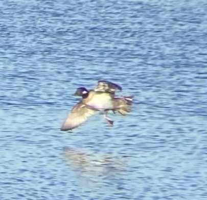 Bufflehead - ML621351985