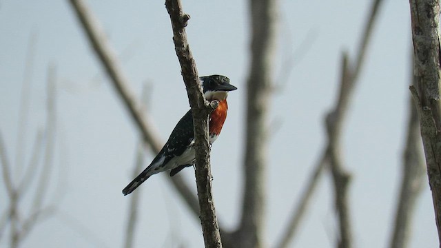 Martin-pêcheur vert - ML621352017