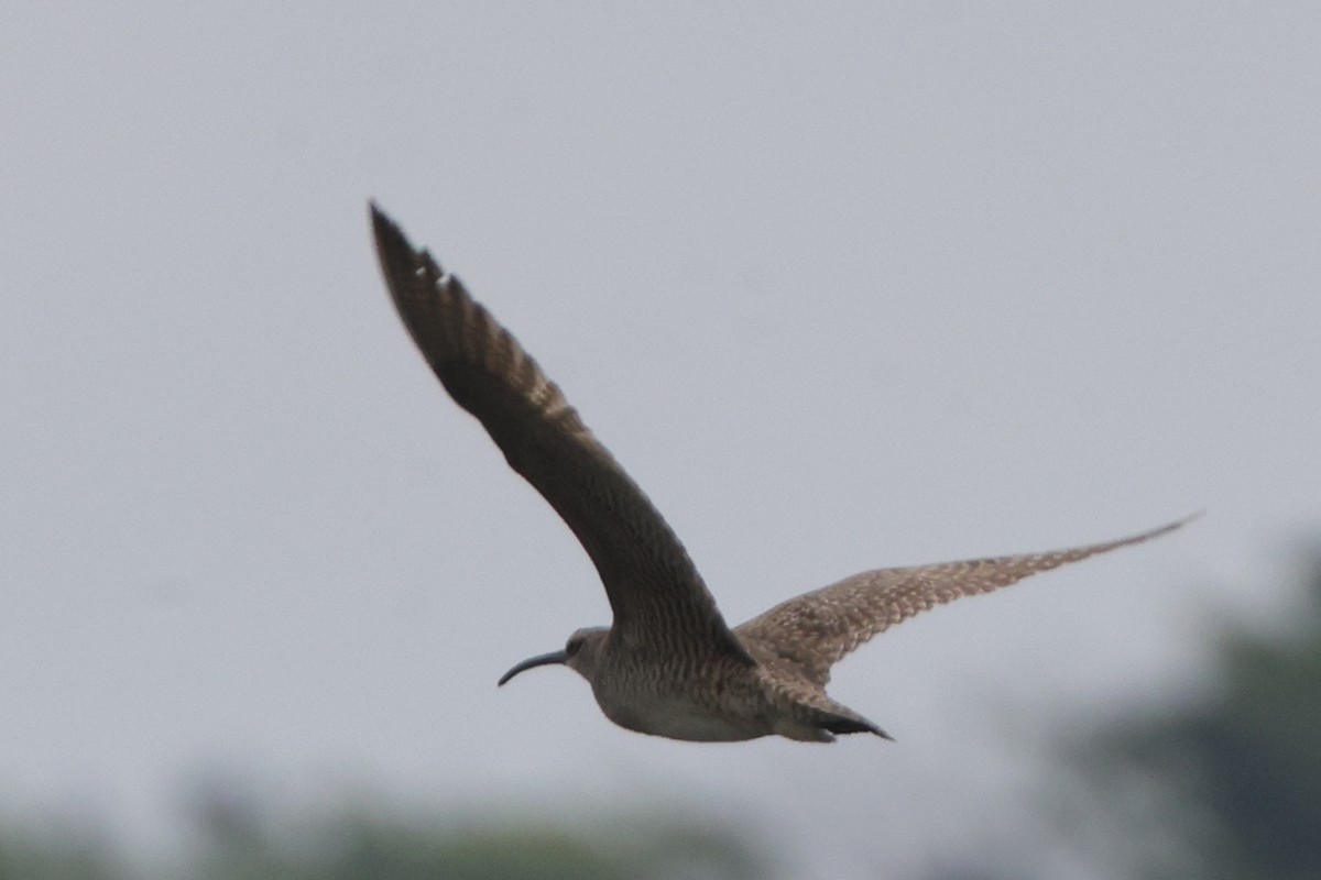 Hudsonian Whimbrel - Tim Lenz