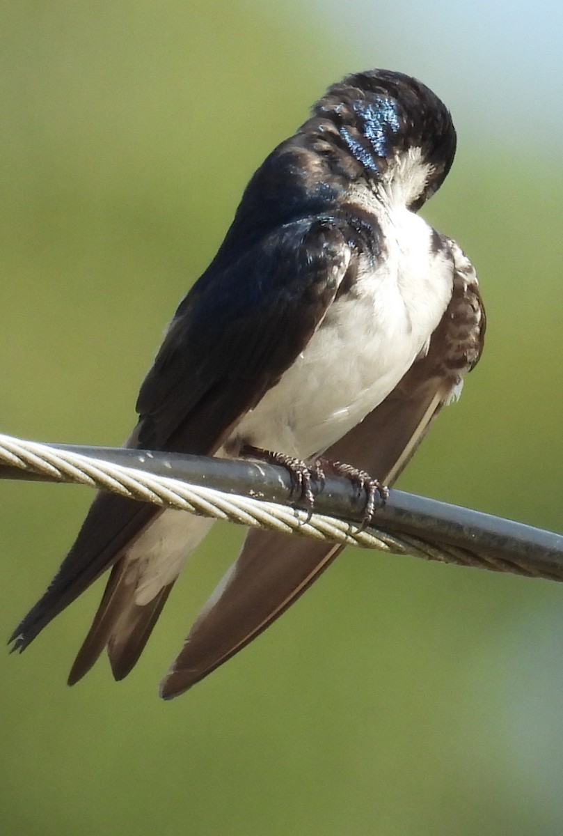 Tree Swallow - ML621352098