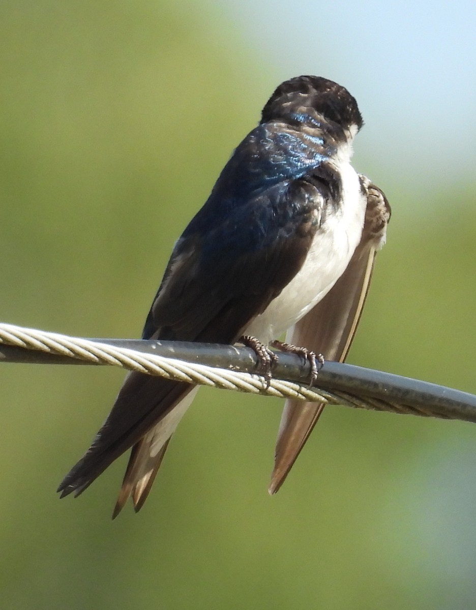 Tree Swallow - ML621352099