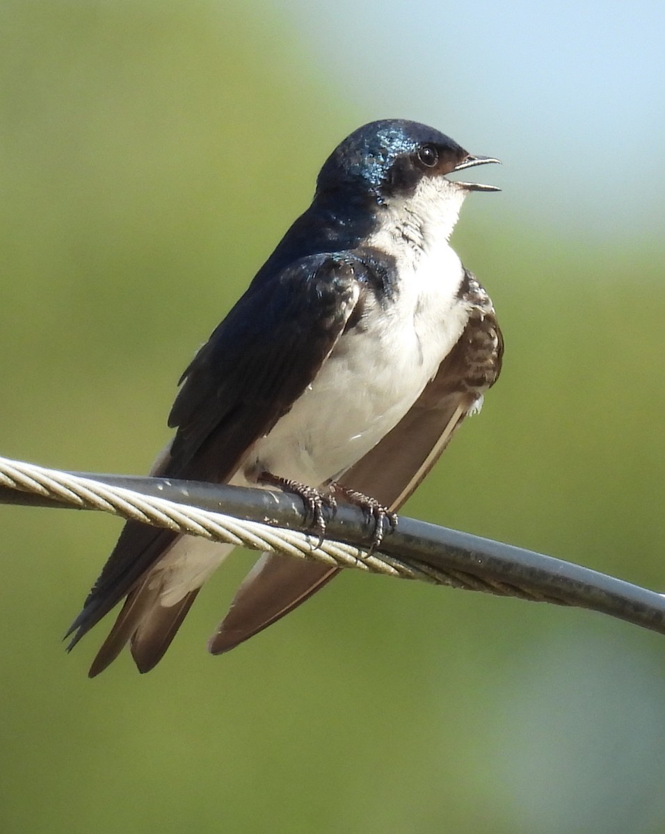 Tree Swallow - ML621352100