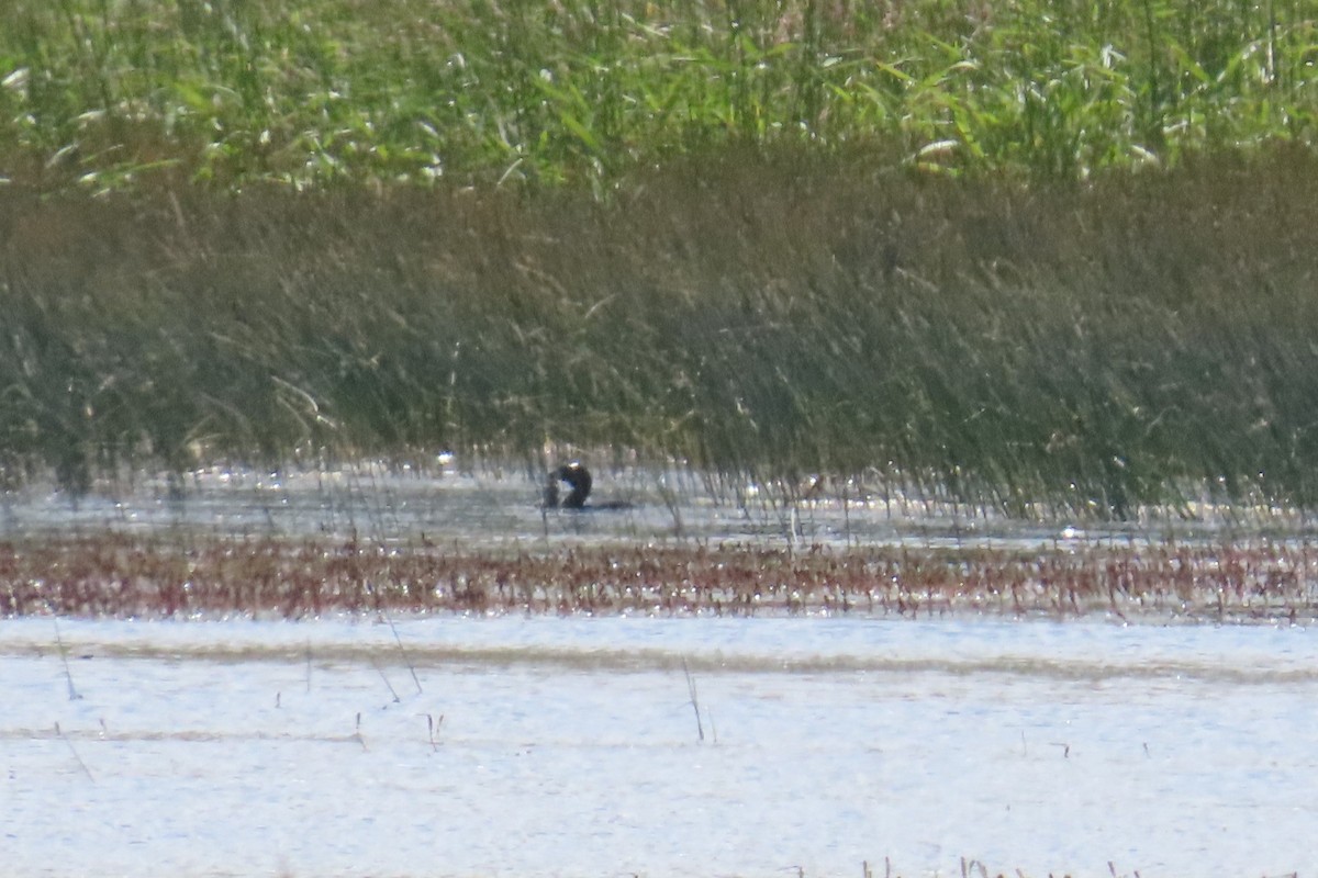 Pied-billed Grebe - ML621352131