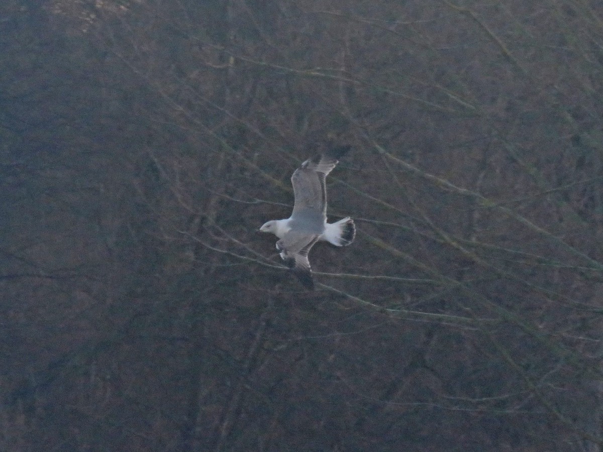 Gaviota Patiamarilla - ML621352210