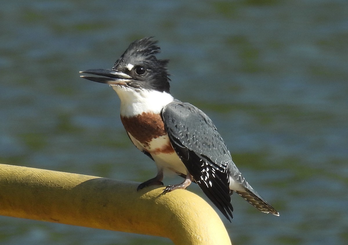 Belted Kingfisher - ML621352220