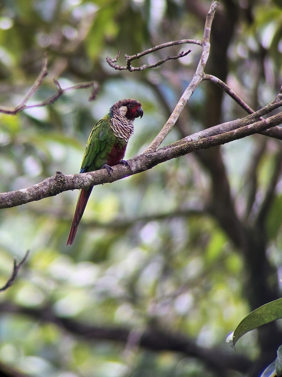Subandean Parakeet (Azuero) - ML621352263
