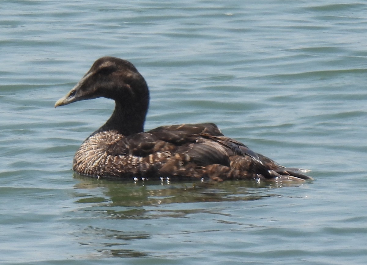 Common Eider - ML621352304
