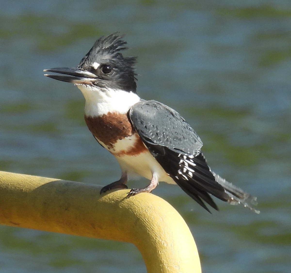 Belted Kingfisher - ML621352305