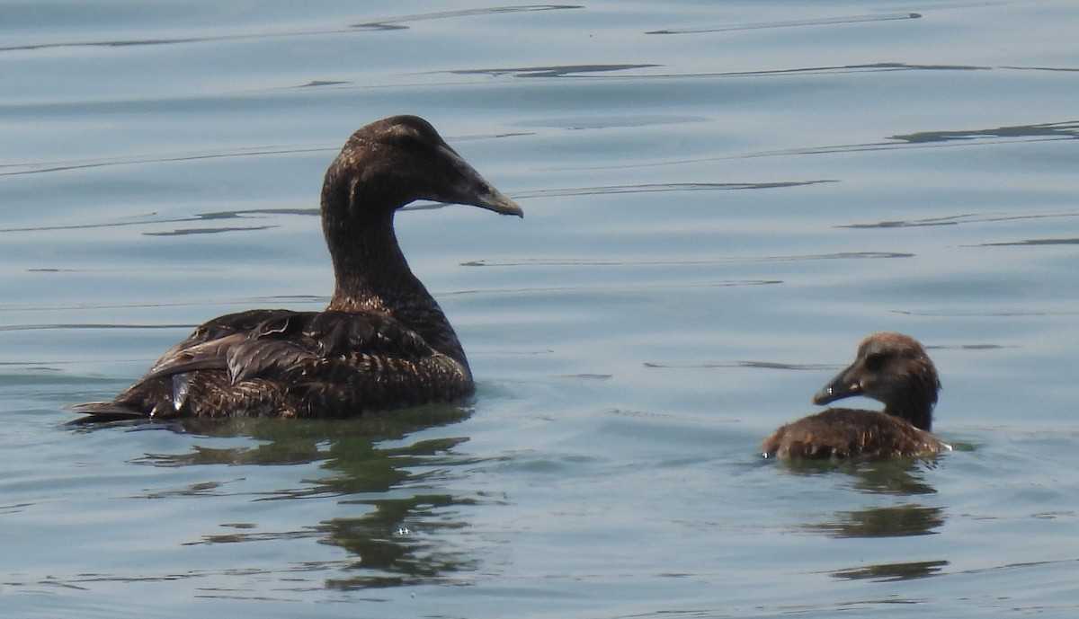 Common Eider - ML621352308