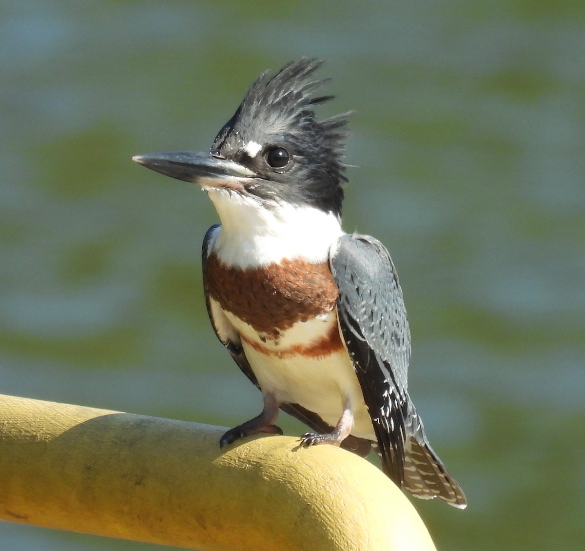 Belted Kingfisher - ML621352310