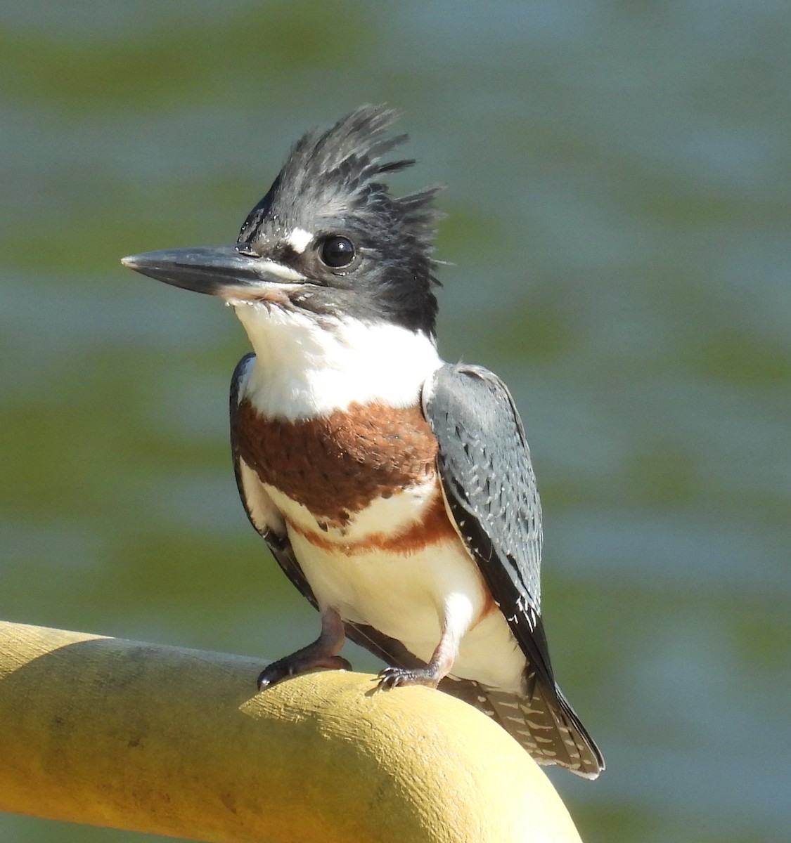 Belted Kingfisher - ML621352314