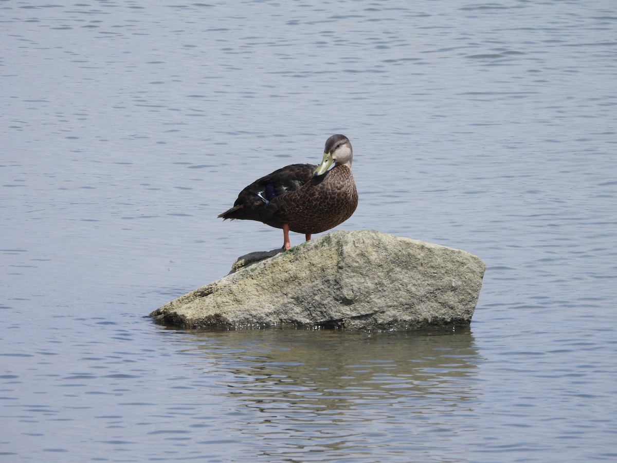Mallard x American Black Duck (hybrid) - ML621352318