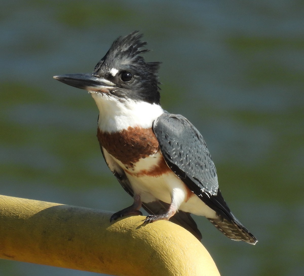 Belted Kingfisher - ML621352328