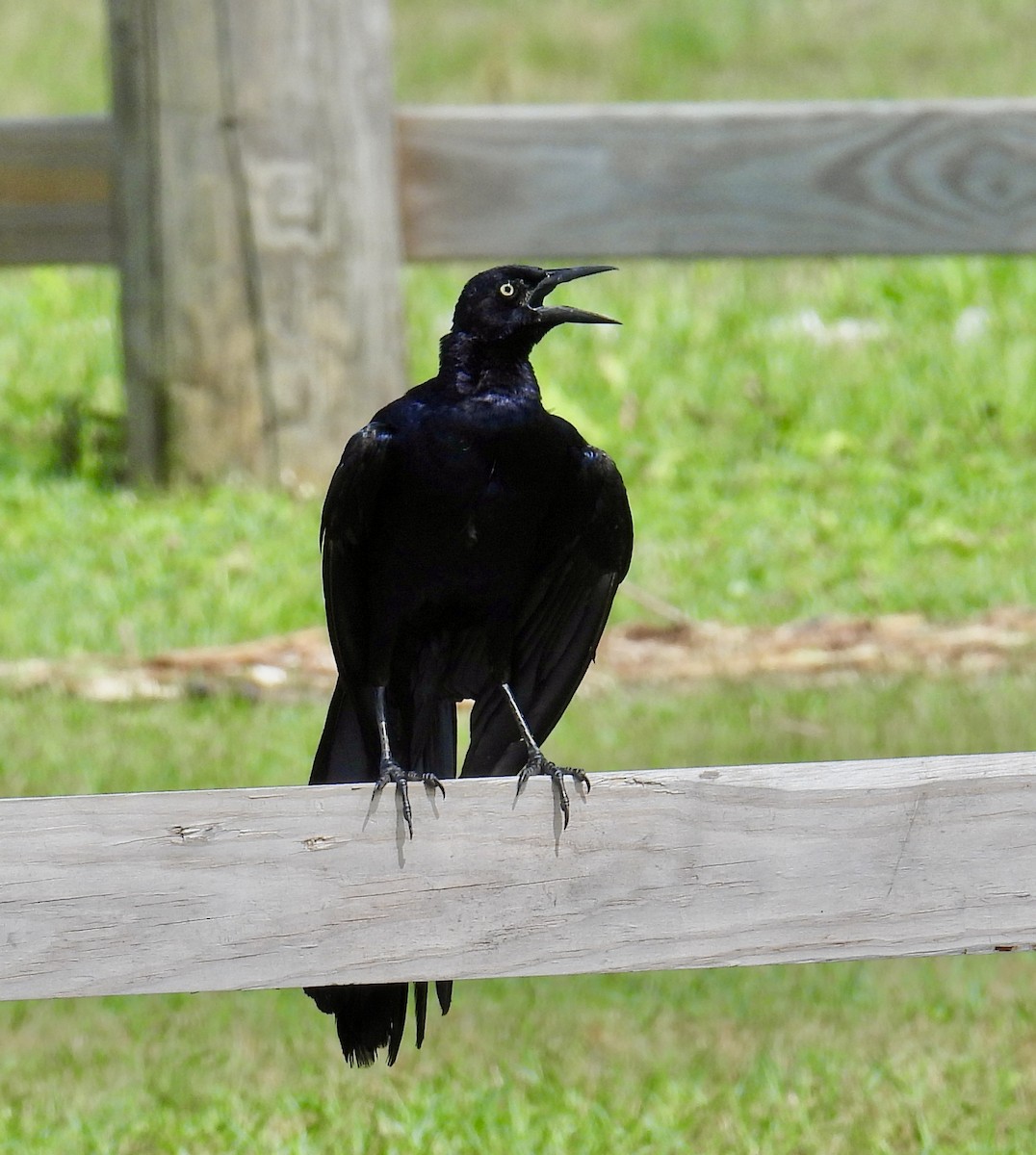 Great-tailed Grackle - Van Remsen