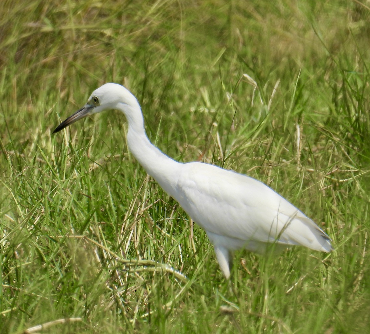 Little Blue Heron - Van Remsen