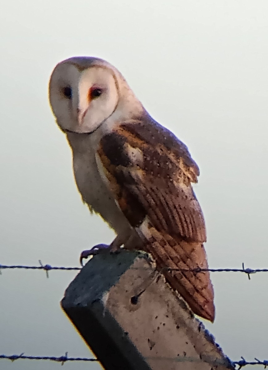 Barn Owl - ML621352528