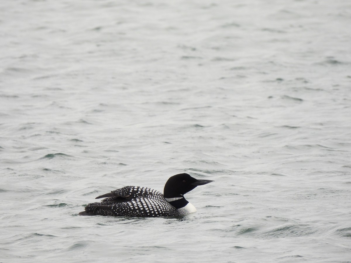 Common Loon - ML621352570