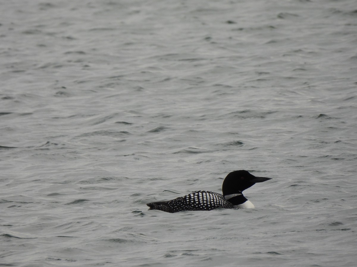 Common Loon - ML621352571