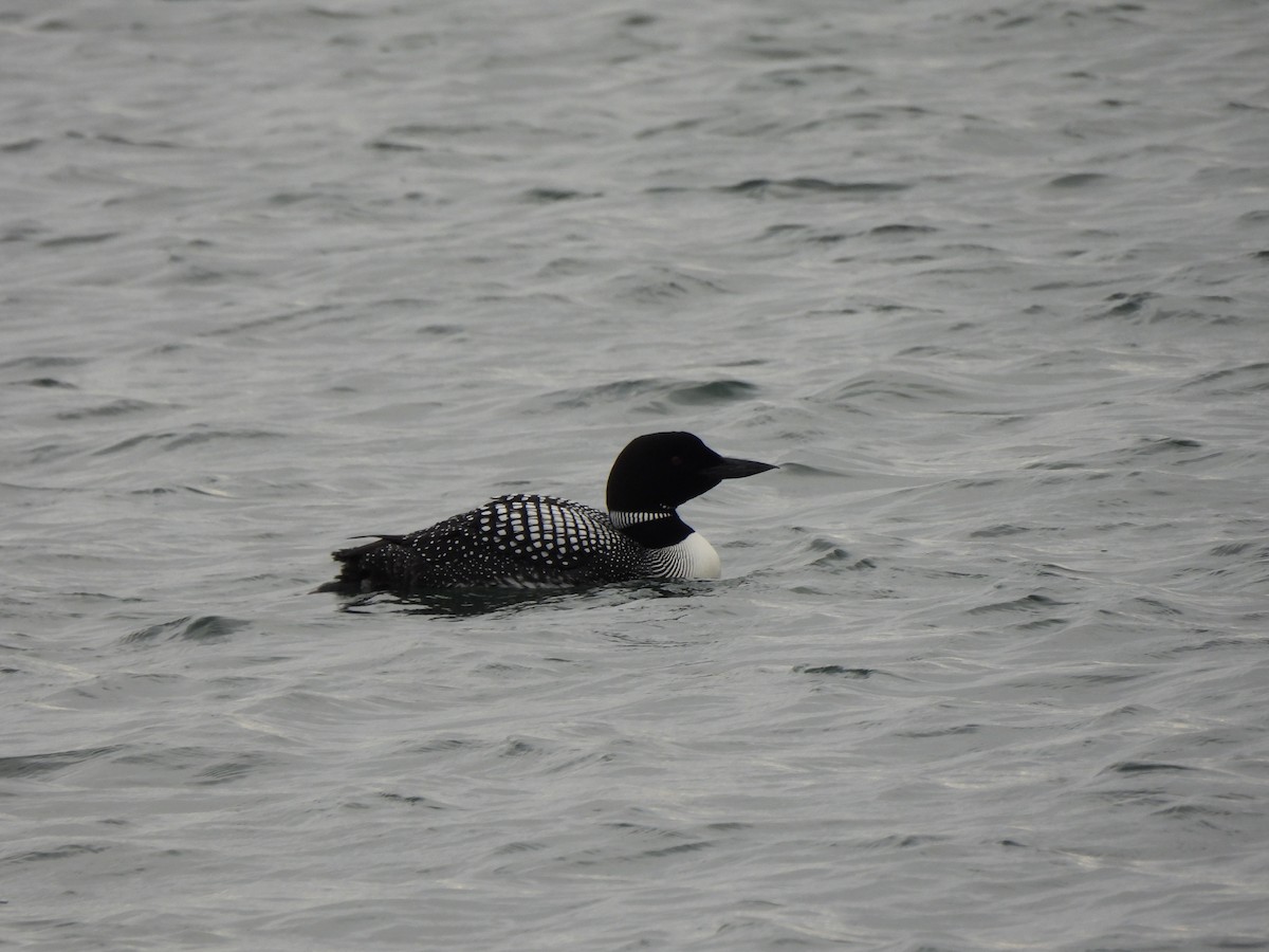 Common Loon - Annett Billert