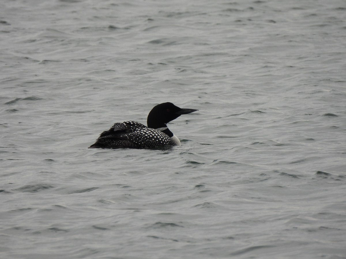 Common Loon - ML621352573