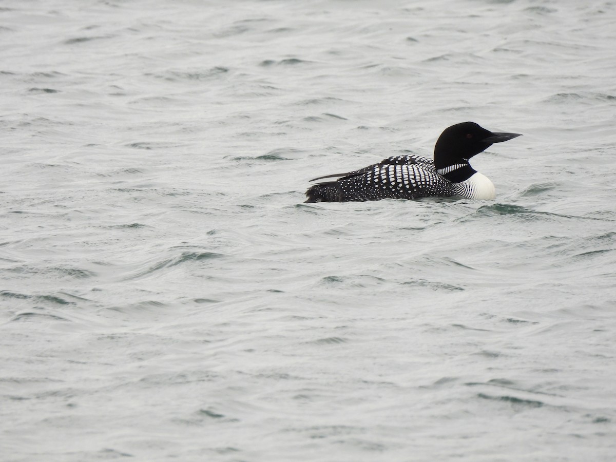 Common Loon - ML621352574