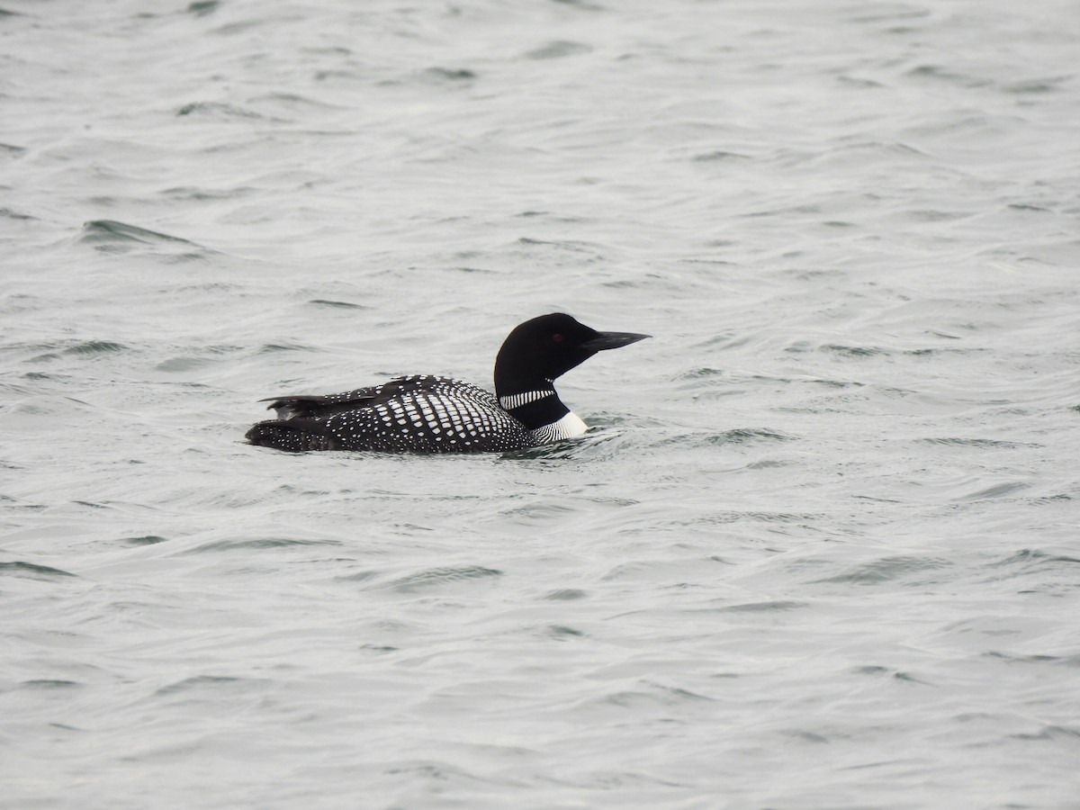 Common Loon - ML621352575