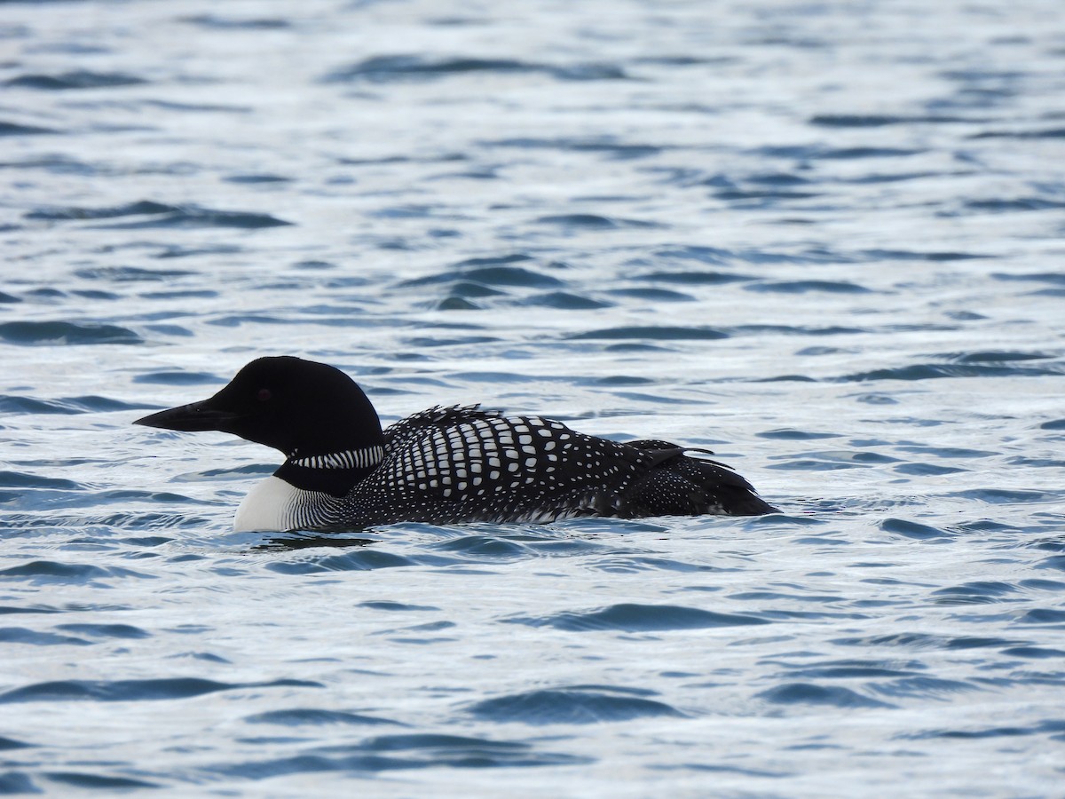 Common Loon - ML621352576