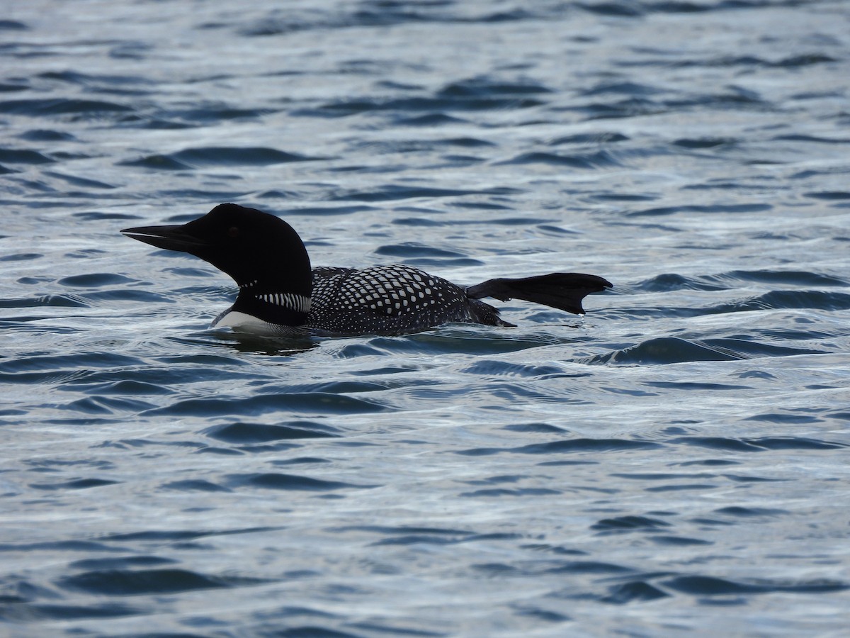 Common Loon - ML621352577