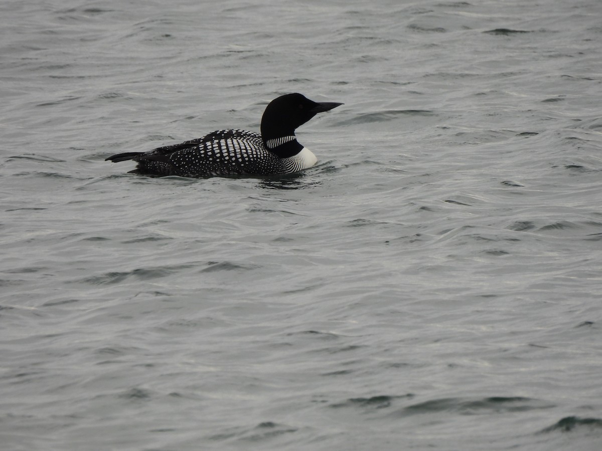 Common Loon - ML621352578