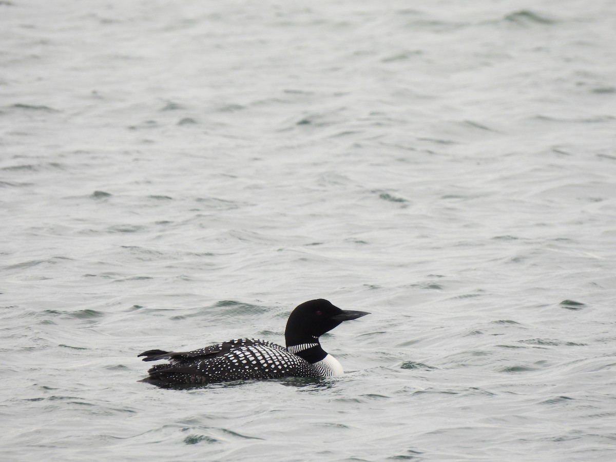 Common Loon - Annett Billert