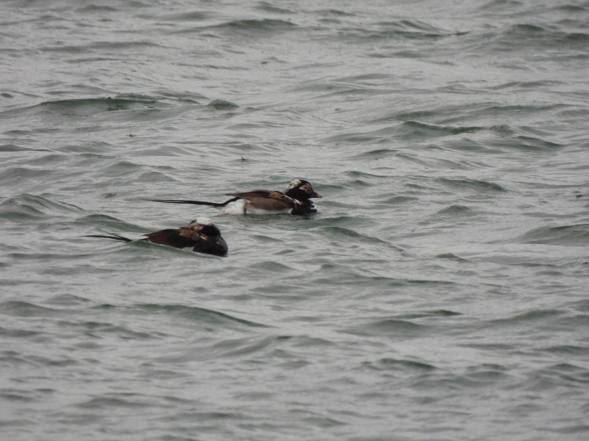 Long-tailed Duck - ML621352592