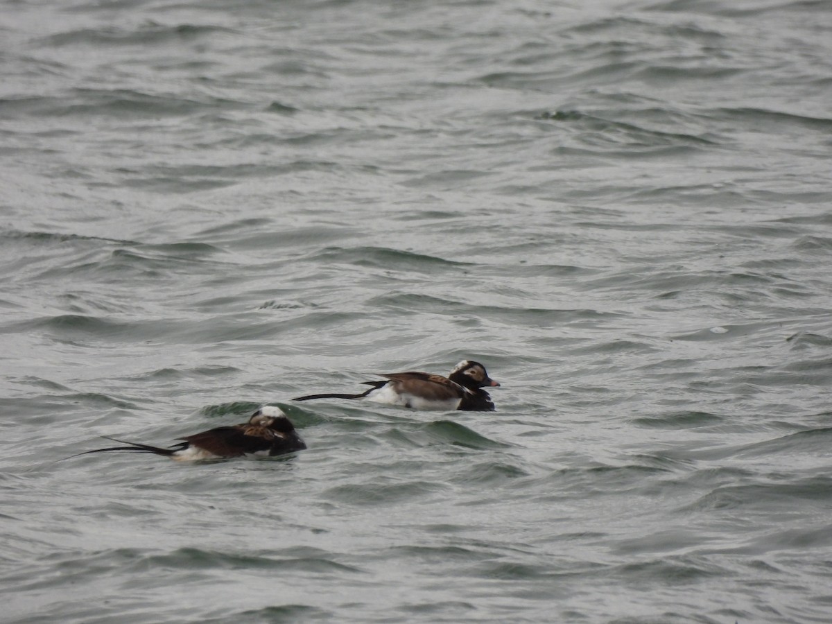 Long-tailed Duck - ML621352593