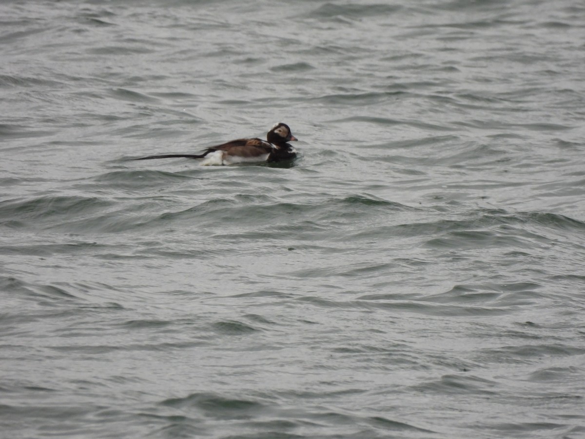 Long-tailed Duck - ML621352594