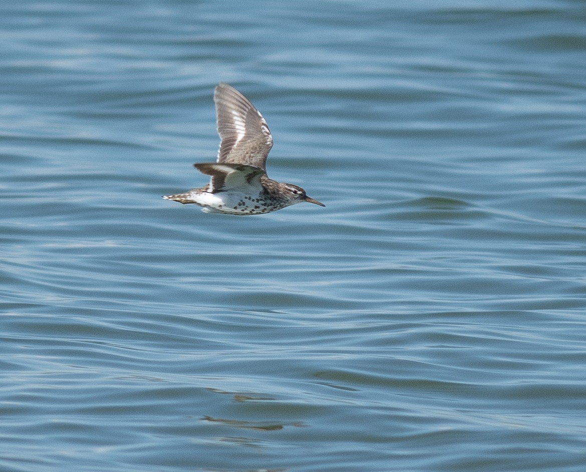 Spotted Sandpiper - ML621352598