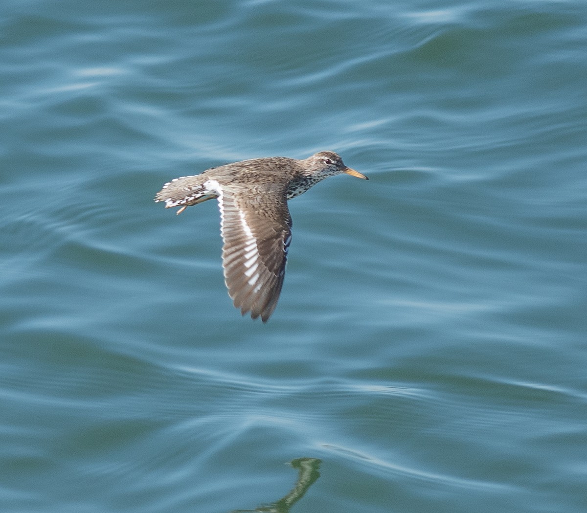 Spotted Sandpiper - ML621352599