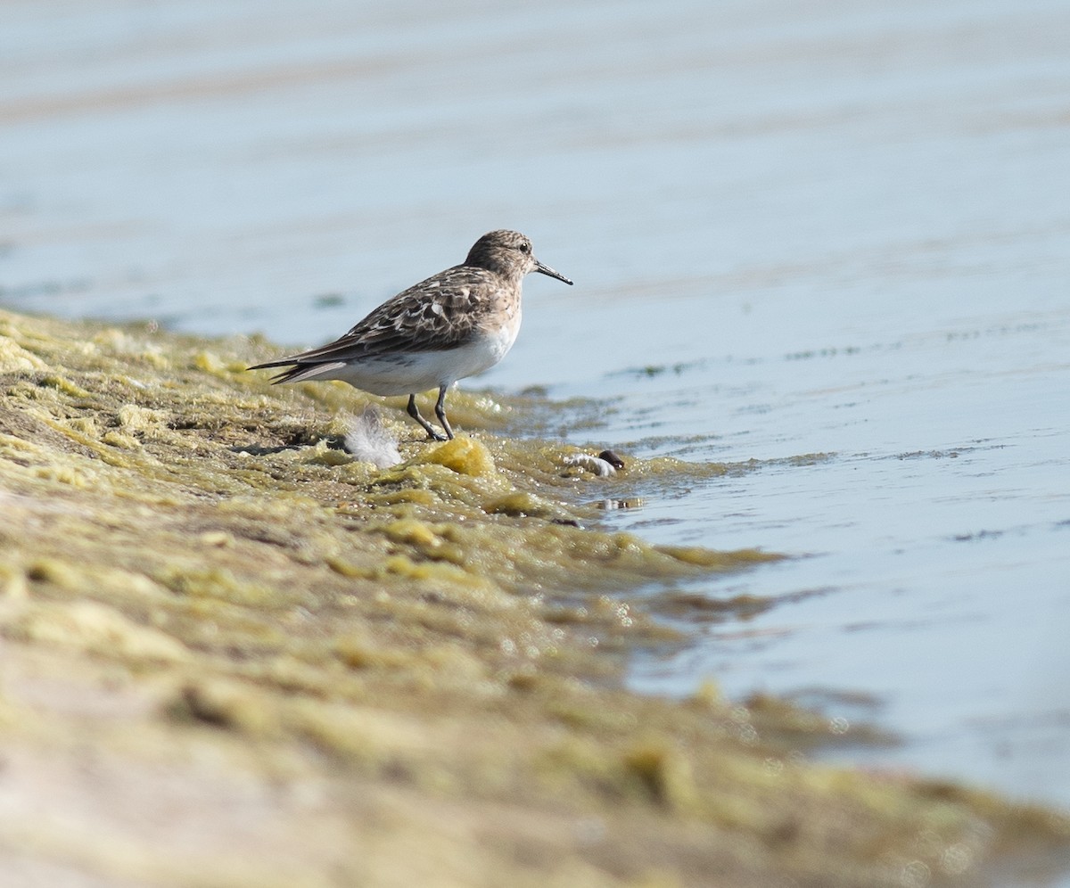 Baird's Sandpiper - ML621352621