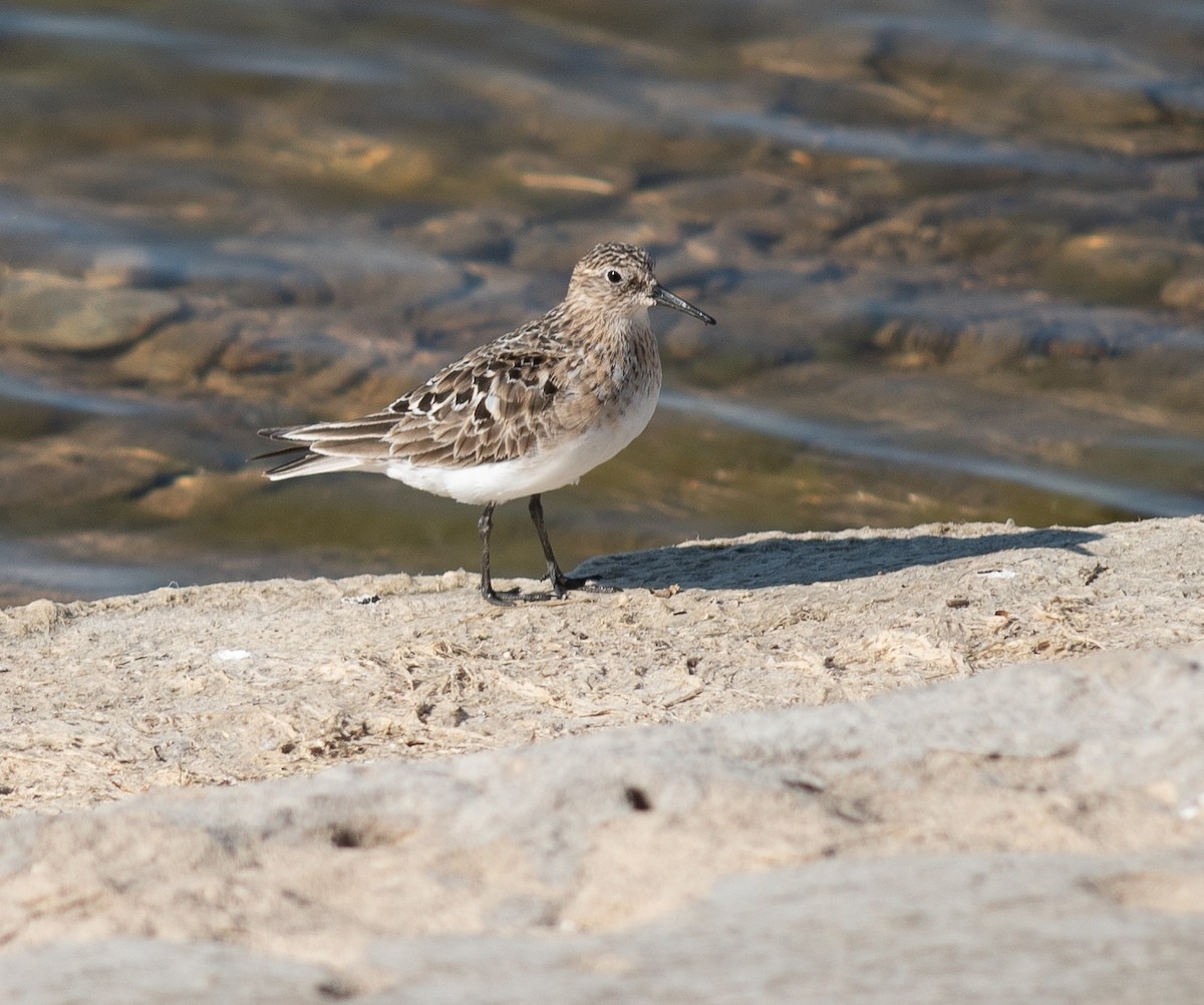 Baird's Sandpiper - ML621352622