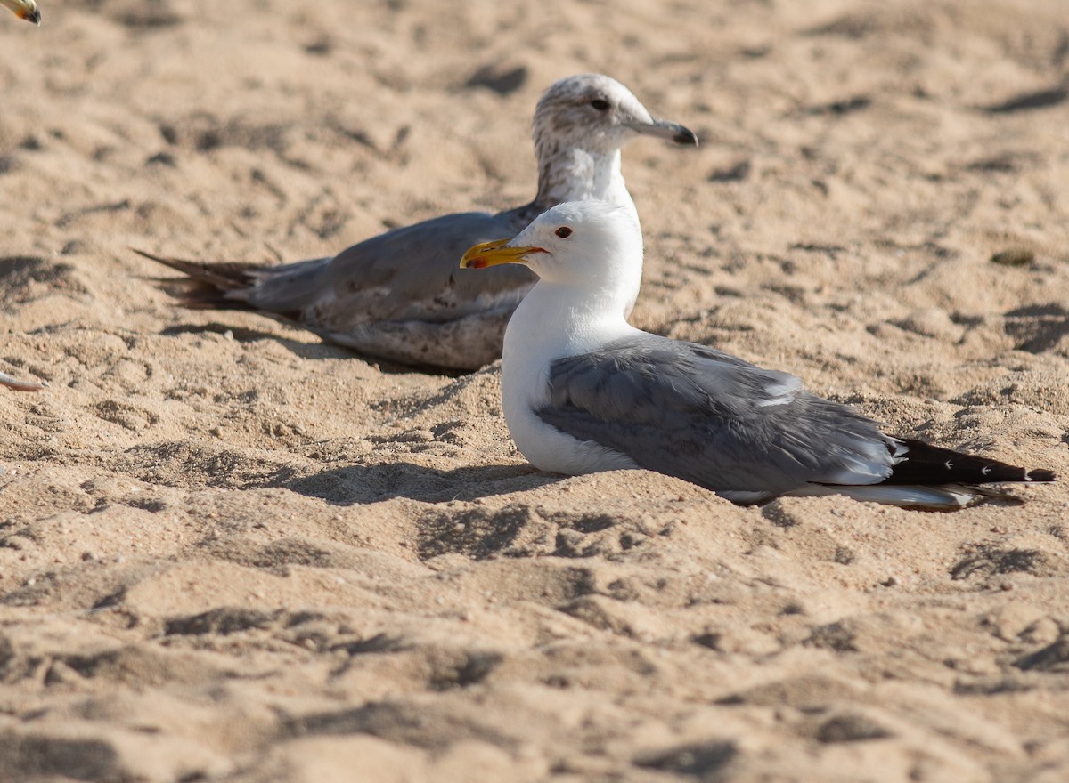 Gaviota Californiana - ML621352647