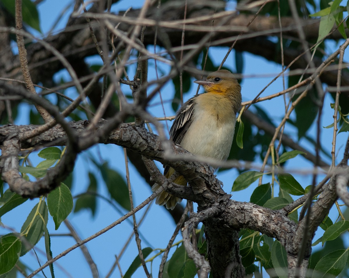 Bullock's Oriole - ML621352652