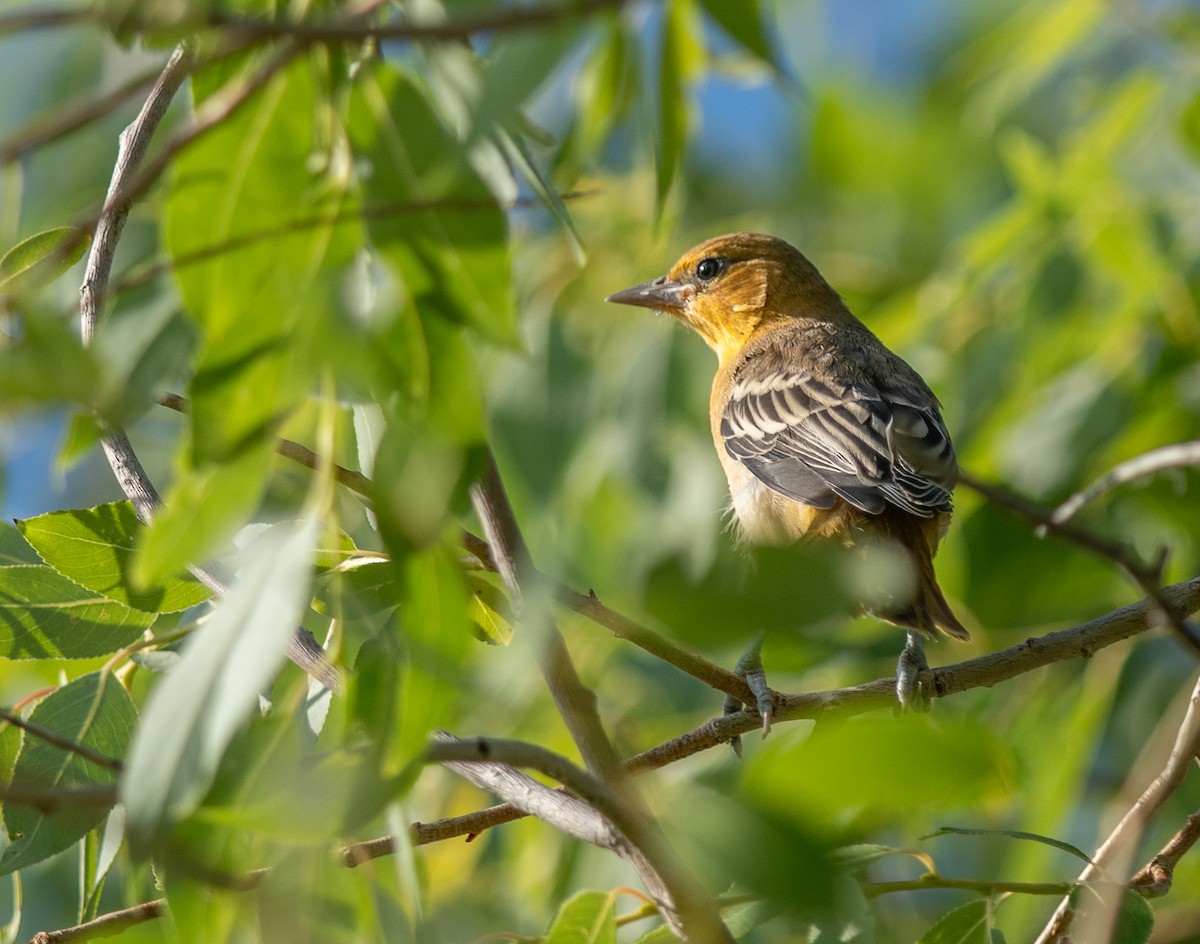 Bullock's Oriole - ML621352653