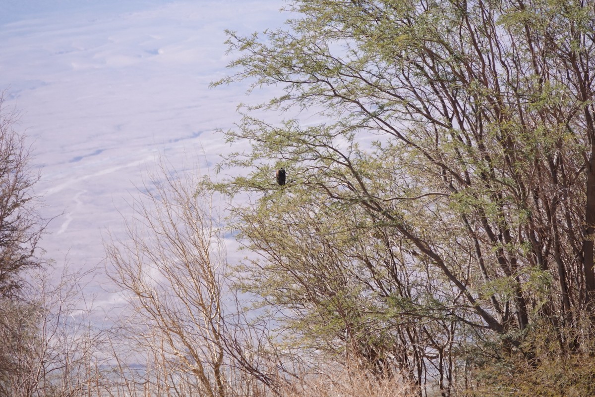 Harris's Hawk - ML621352660