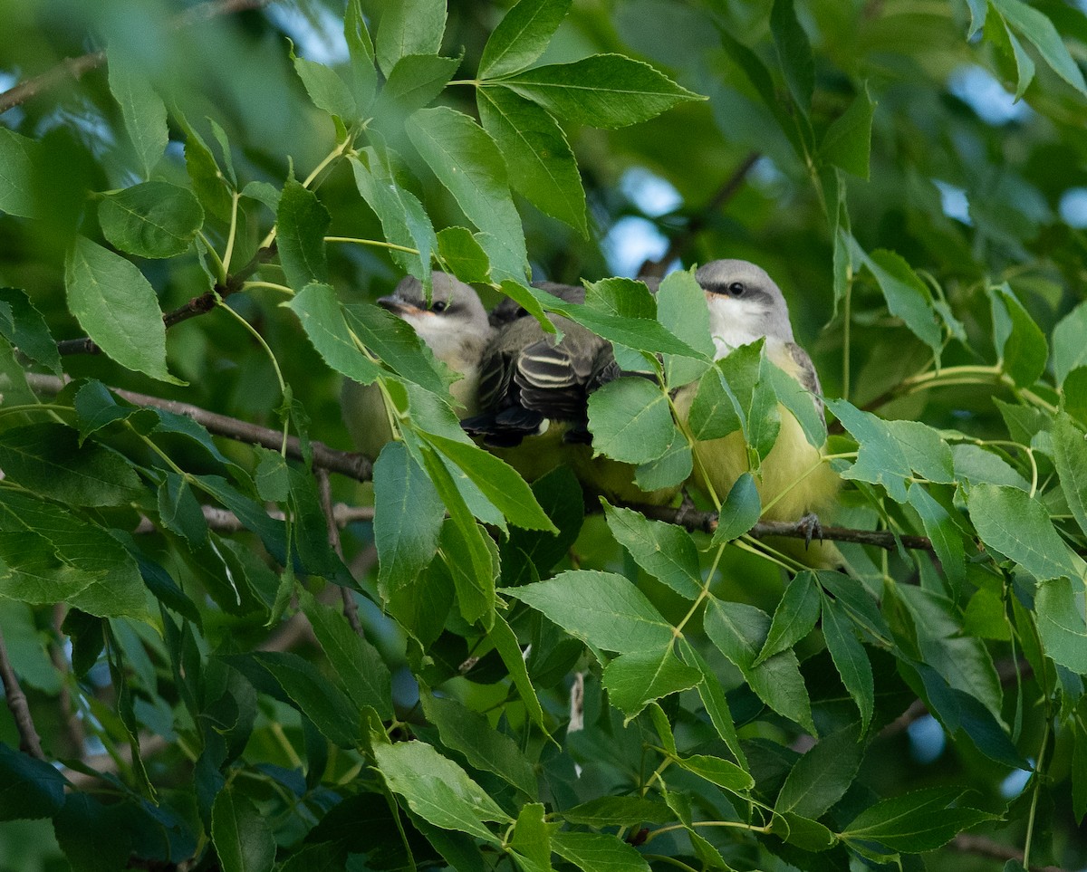 Western Kingbird - ML621352662