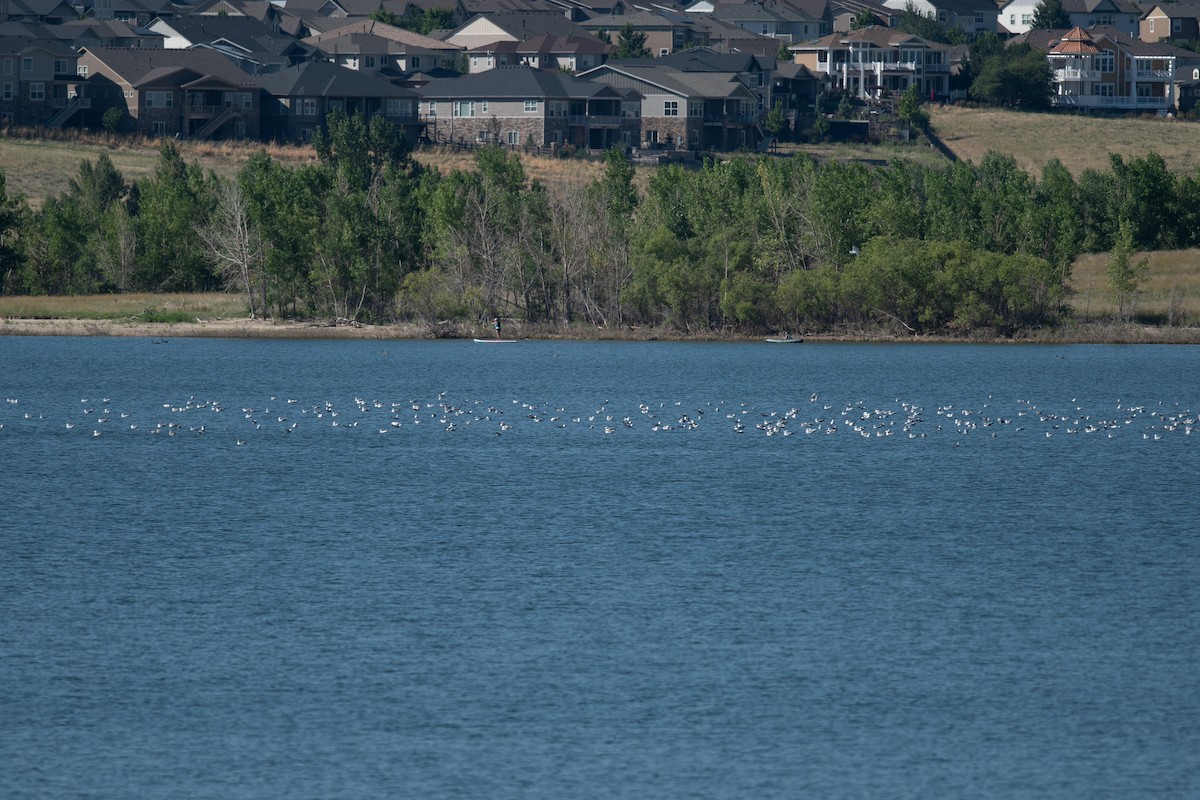 Ring-billed Gull - ML621352665