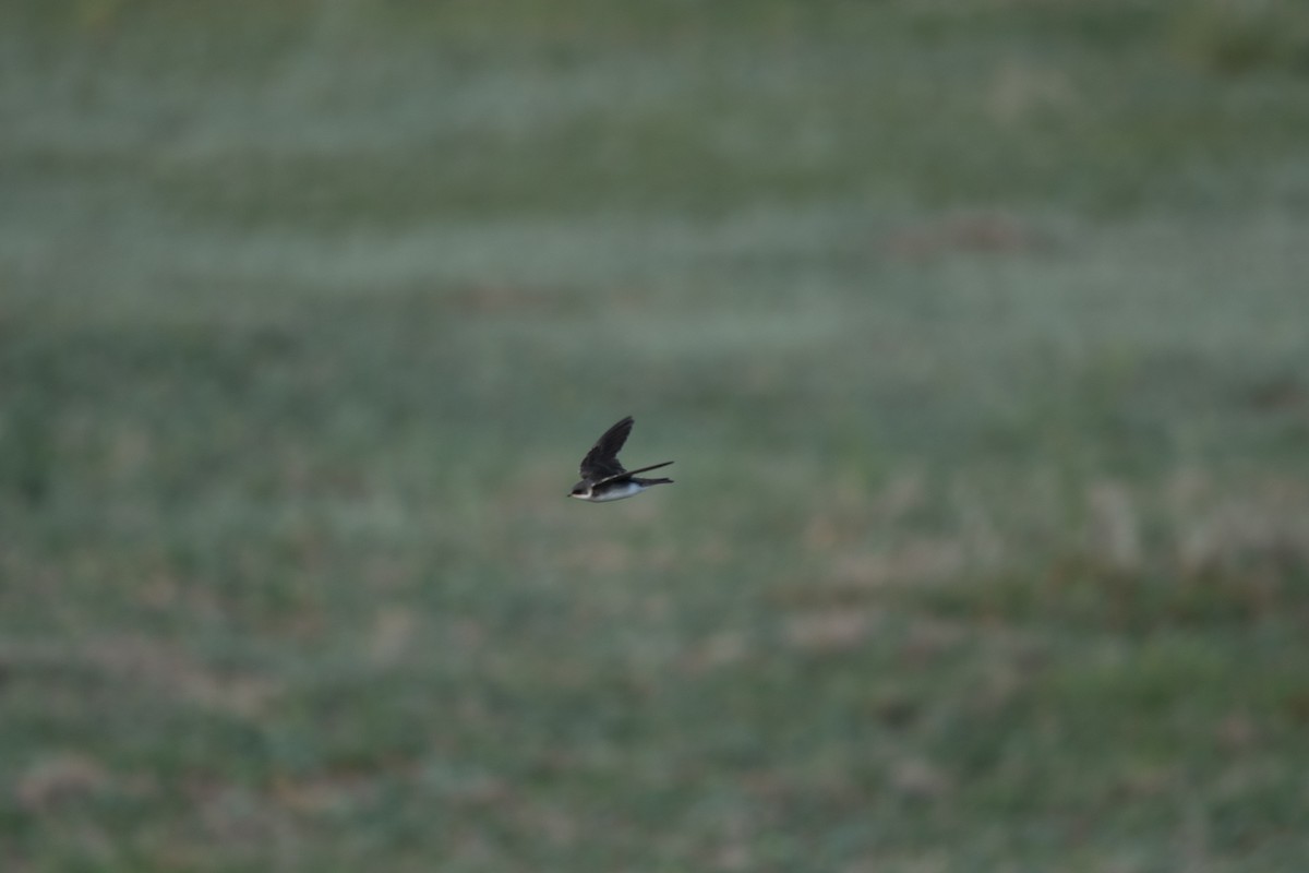 Golondrina Bicolor - ML621352682