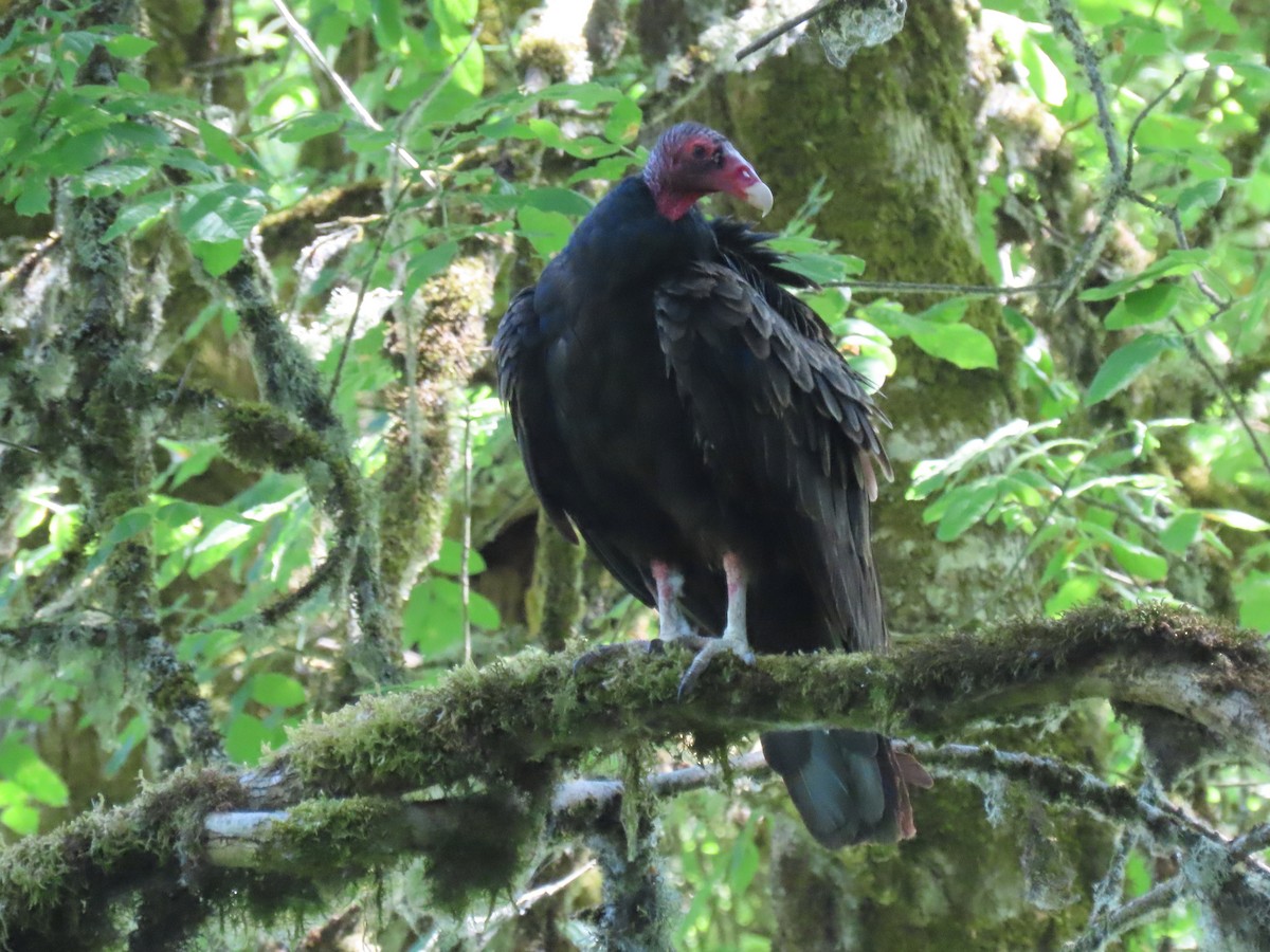 Turkey Vulture - ML621352688