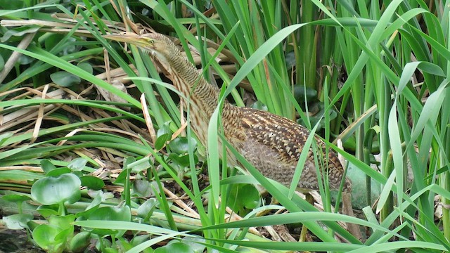 Pinnated Bittern - ML621352856