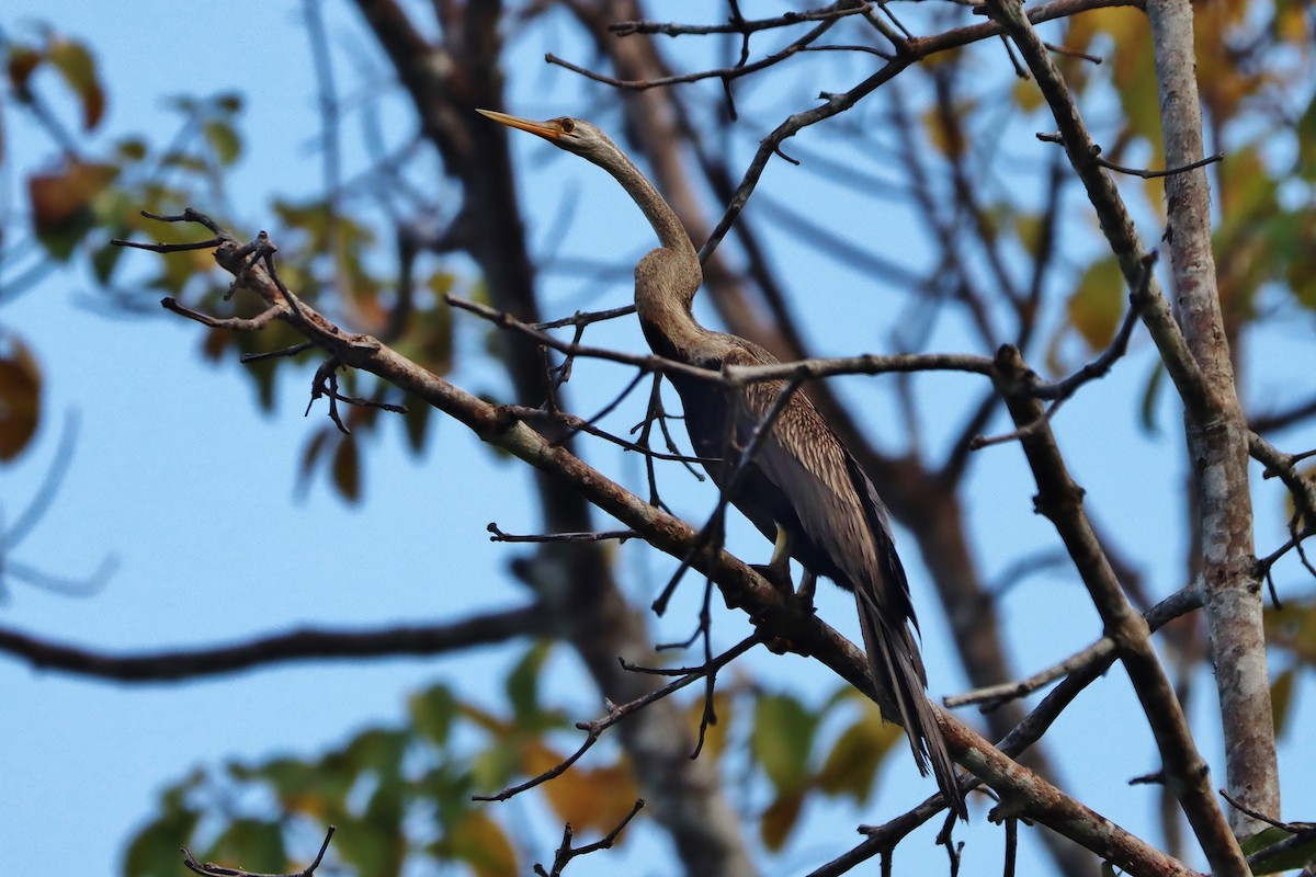 Oriental Darter - Volker Lange