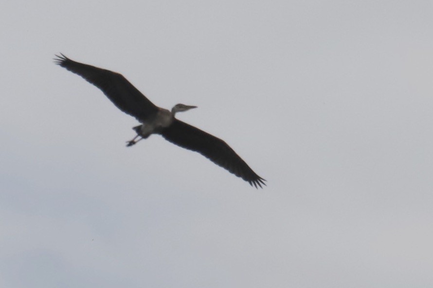 Great Blue Heron - ML621352869