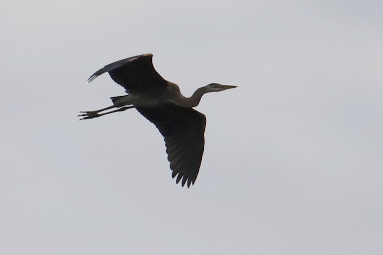 Great Blue Heron - ML621352870